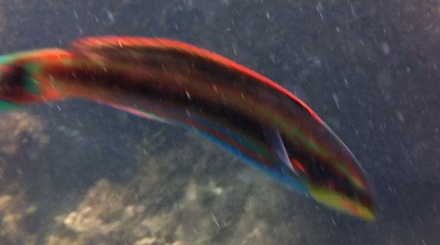 西伊豆　浮島　魚