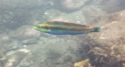 浮島海岸　魚